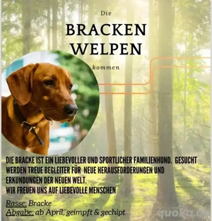 Hundewelpen , Bracke
