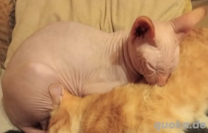 sphynx Kater 