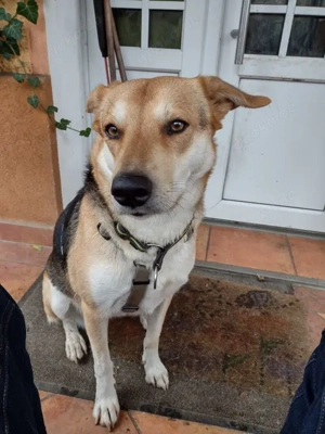 Verschmuste Bailey - passt immer gut auf