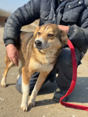 Hübsche Lona - eine ganz liebe und treue Seele