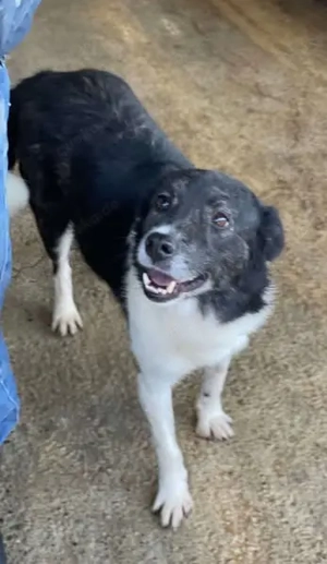 Dankbare Helene - verdient endlich ein richtiges Zuhause