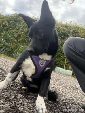 Funny - Ein zartes Seelchen auf der Suche nach Geborgenheit