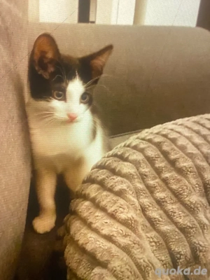 katerchen sucht dringend zuhause 