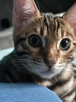 Süßer, verschmuster Bengal Kater sucht liebevolles Zuhause