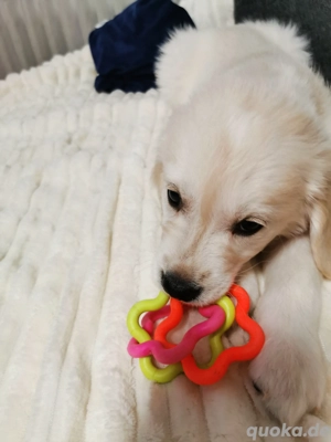 Golden Retriever Welpen Rüden 