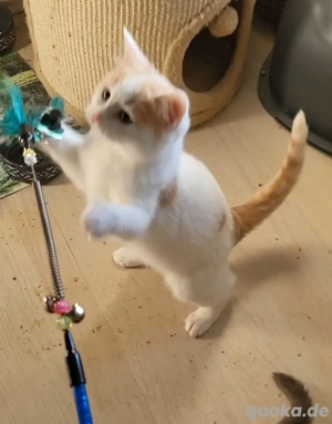 Ragdoll-Mixe suchen neuen Wirkzngskreis