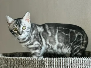 Bengal Silber Chacoal Mädchen 3 Jahre Mit Stammbaum 