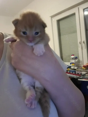 Main Coon XL baby katzen