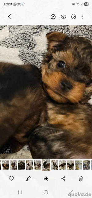 Traumhafte Yorkiepoo Welpen 