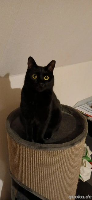 Schwarze katze , 4 Jahre  abzugeben 