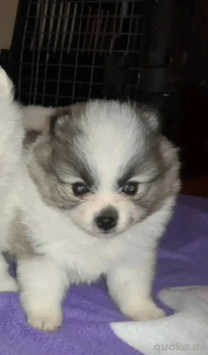 welpe abzugeben, Pomerania