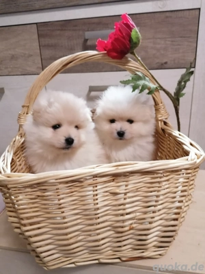 Pomeranian Zwergspitz 