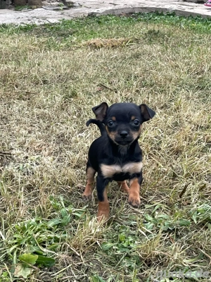 Mini pinscher 
