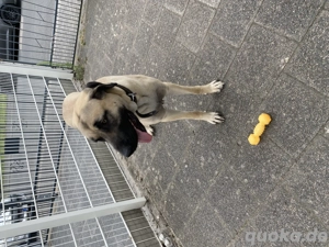 Hündin sucht neues zuhause