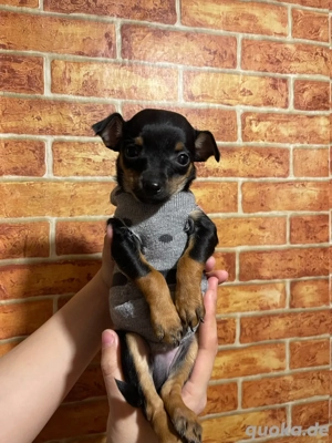 mini pinscher