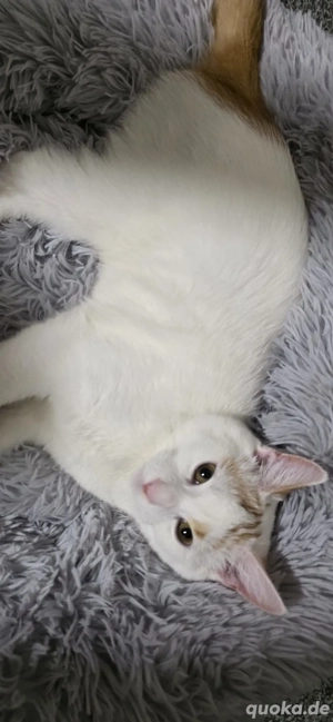 Abgabe mit komplettem Zubehör