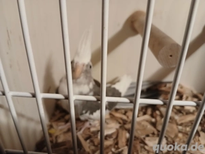 Nymphensittich Hahn  weisskopf 