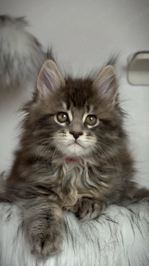 Maine Coon Kätzchen aus professioneller Zucht