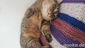 hauskatze ekh sucht zuhause 