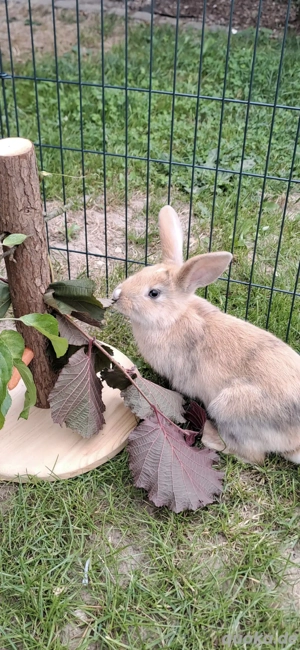 2 wunderschöne hasen abzugeben 