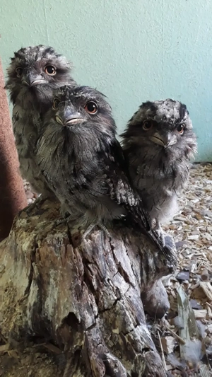 Australische Eulenschwalme