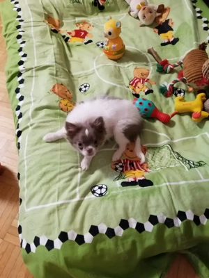  Pomchis   Pomeranian x Chihuahua  Welpen  in außergewöhnlichen Farben 