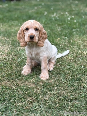 Frieda sucht dringend ein neues Zuhause 