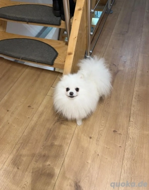 Pomeranian Zwergspitz