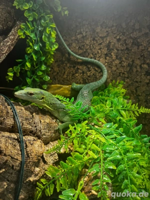 Baumvaran Varanus pasinus