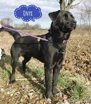 Onyx, wunderschöner Labrador Mix