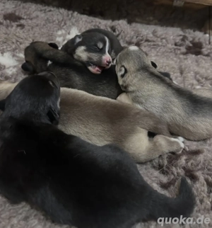 Ausky Welpen ( Husky Australien Shepherd Wunder)