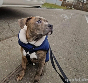 Rüde in Brindle sucht sein für immer Zuhause