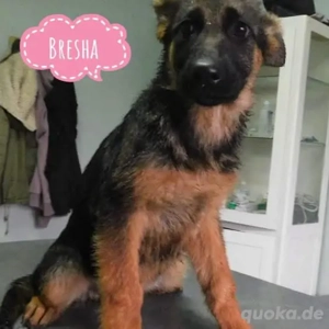Bresha, wundersüßer Deutscher Schäferhund Welpe