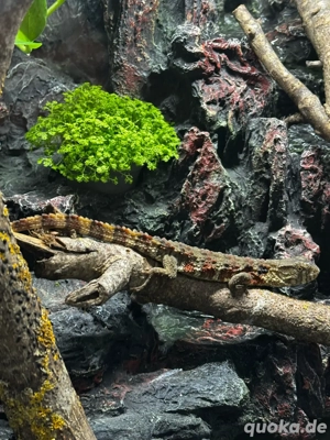 Shinisaurus crocodilurus