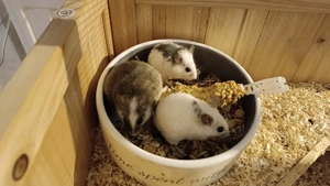 Vielzitzenmäuse in verschiedenen Farben