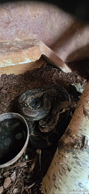 Boa constrictor imperator 1.0