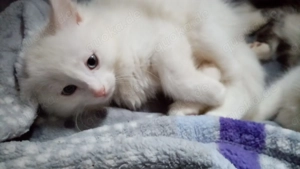 Gepflegte Katzenkinder suchen ein neues Zuhause