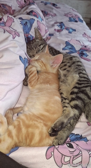 2 Katzenfindel Kinder 