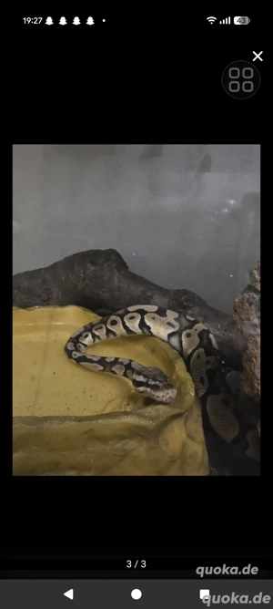 Königspython männlich 1 jahr 