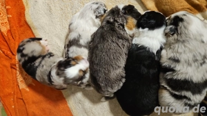 Süße Australian shepherd welpen