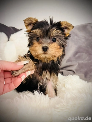 Reinrassige Yorkshire Terrier abgabebereit!