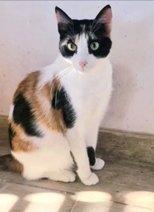 Kätzchen aus dem Tierschutz