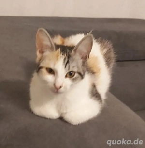 Jungs Liebevolle Katze    