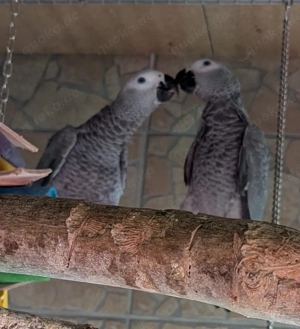  Graue Juwelen: Hanni & Nanni - 15 Wochen Naturbrut & Top trainiert, 1100 EUR pro Vogel