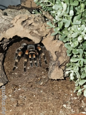 Mexikanische Rotknie-Vogelspinne Brachypelma hamorii   smithi