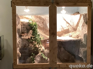 5 Leopardgeckos 1,4 inklusive Terrarium suchen neues Zuhause