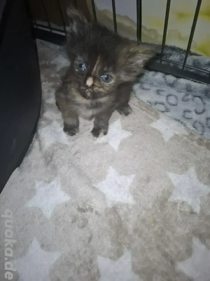 Zuckersüße Maine Coon Kitten 