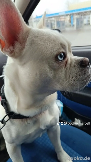 lieber Rüde zu verkaufen 