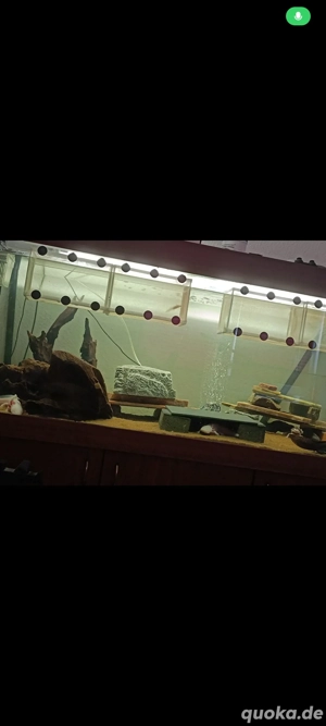 Aquarium inklusive 5 axelotl 