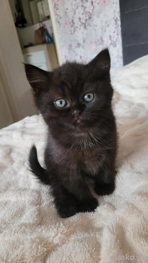 Bkh Kitten 